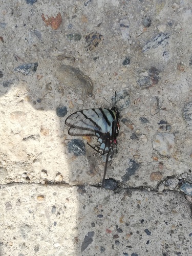 Mariposa cometa cebra