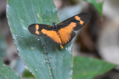 Acraea acerata