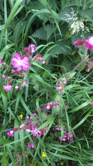 Silene dioica