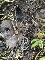 Nerodia sipedon insularum