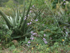 Verbena litoralis image