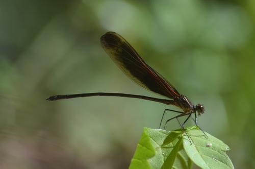 Smoky Rubyspot photo 6