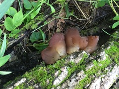 Auricularia auricula-judae
