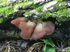 Auricularia auricula-judae