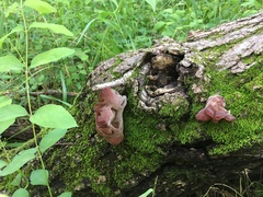 Auricularia auricula-judae