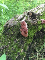 Auricularia auricula-judae