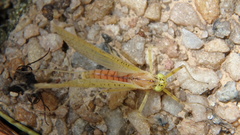 Stenacron interpunctatum interpunctatum