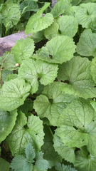 Alliaria petiolata