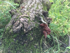 Auricularia auricula-judae