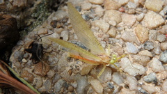 Stenacron interpunctatum interpunctatum