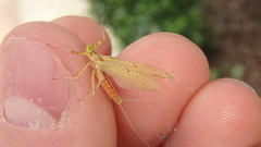 Stenacron interpunctatum interpunctatum