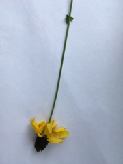 Rudbeckia amplexicaulis