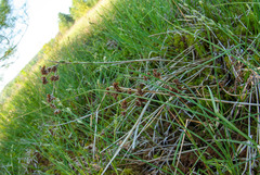 Cladium mariscoides