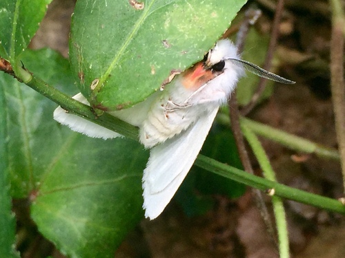 Pink-legged Tiger Moth photo 4