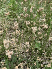 Carex praecox