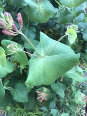 Lonicera reticulata