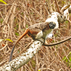 Saguinus oedipus