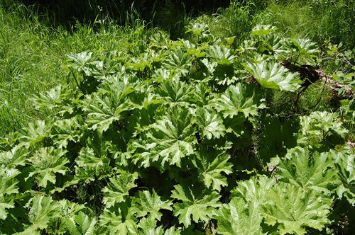 Darmera peltata