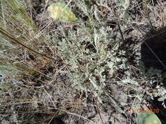 Artemisia nitrosa