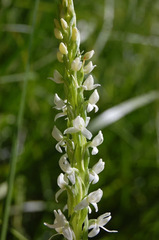 Platanthera dilatata leucostachys