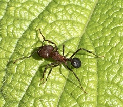 Acromyrmex heyeri