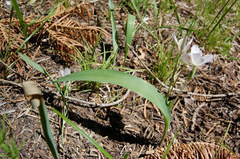 Calochortus minimus