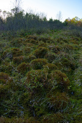 Viburnum cassinoides