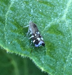Anacampsis levipedella