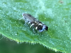 Anacampsis levipedella