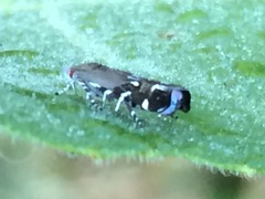 Anacampsis levipedella