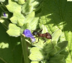 Acromyrmex heyeri