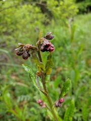 Cynoglossum germanicum