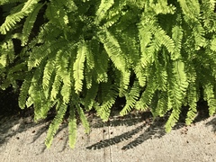 Adiantum aleuticum aleuticum