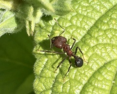 Acromyrmex heyeri