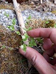 Moehringia trinervia