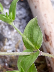 Moehringia trinervia