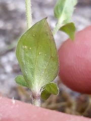 Moehringia trinervia