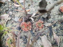 Drosera platystigma