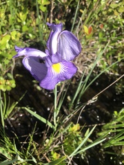 Iris tridentata
