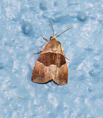 Cobubatha hippotes