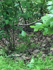 Sciurus carolinensis