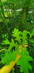 Quercus texana