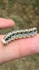 Cimbex quadrimaculatus