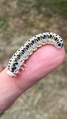 Cimbex quadrimaculatus
