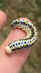 Cimbex quadrimaculatus