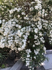 Spiraea × vanhouttei
