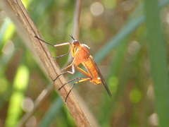 Empis trigramma