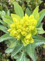 Euphorbia austriaca