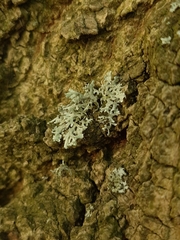 Lecanoromycetidae