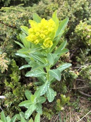 Euphorbia austriaca